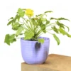 Buy Philodendron Xanadu Golden from nursery nisarga