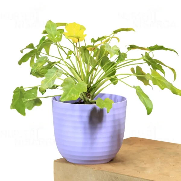 Buy Philodendron Xanadu Golden from nursery nisarga