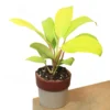 Buy Philodendron Lemon Lime (Ceylon Golden) from nursery nisarga