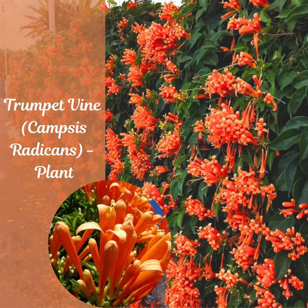 Flowering creeper Trumpet Vine plant available at nursery nisarga