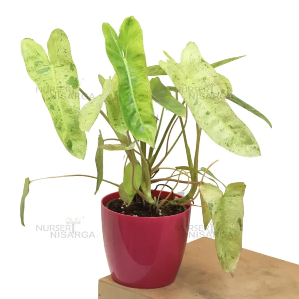 Buy Philodendron "burle marx" variegated - Plant from Nursery Nisarga