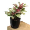 Buy Bromeliad “Neoregelia” – Plant from nursery nisarga