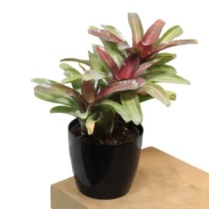 Buy Bromeliad “Neoregelia” – Plant from nursery nisarga