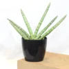 Buy Sansevieria Boncel, Star snake plant from Nursery Nisarga