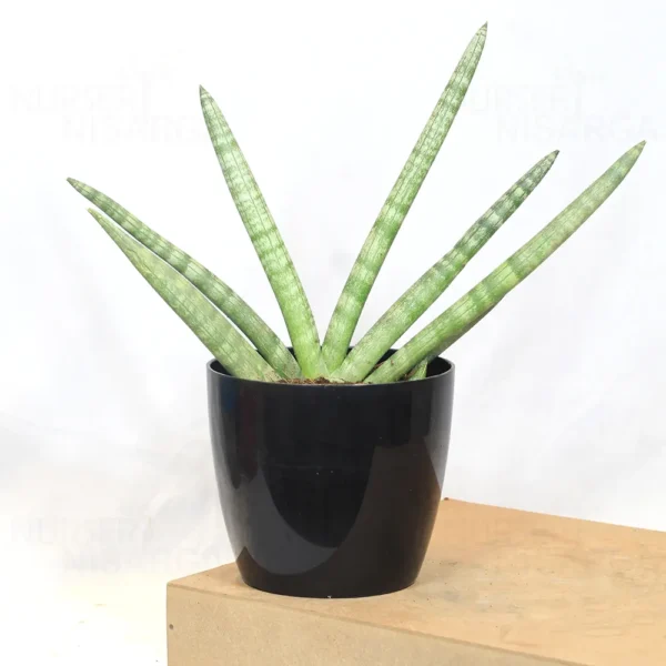 Buy Sansevieria Boncel, Star snake plant from Nursery Nisarga