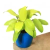 Buy Philodendron Lemon Lime (Ceylon Golden) from nursery nisarga