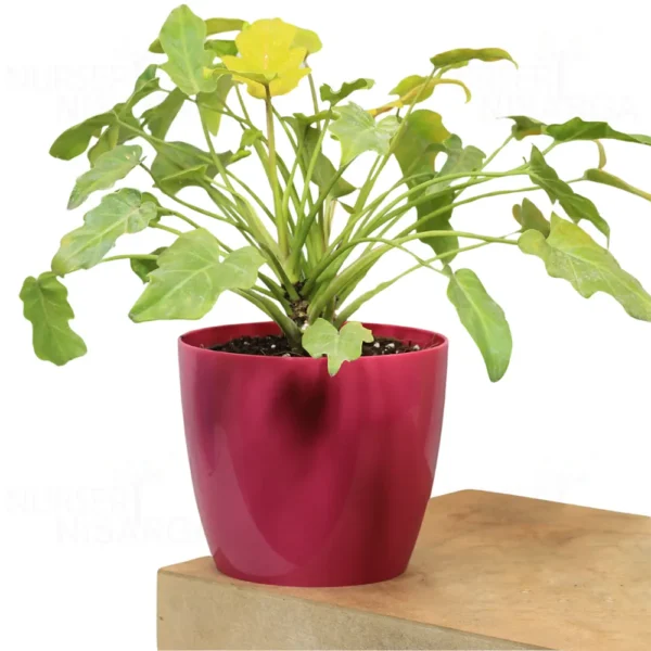 Buy Philodendron Xanadu Golden from nursery nisarga