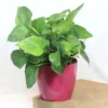 Manjula Pothos Green (Epipremnum aureum) - Plant