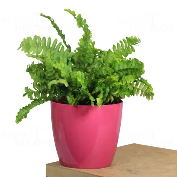 Buy Mini Fern Plant ( Boston Compacta) from nursery nisarga