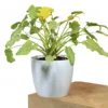 Buy Philodendron Xanadu Golden from nursery nisarga