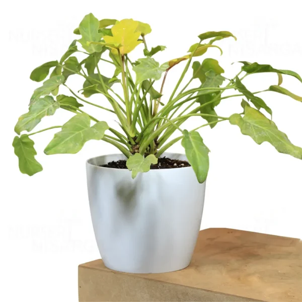 Buy Philodendron Xanadu Golden from nursery nisarga