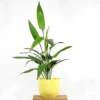 Buy Dracaena Aubryana (Lance Dracaena) - Plant from nursery nisarga