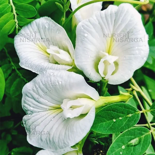 Buy Aparajita, Clitoria ternatea, Gokarna – plant from nursery niarga