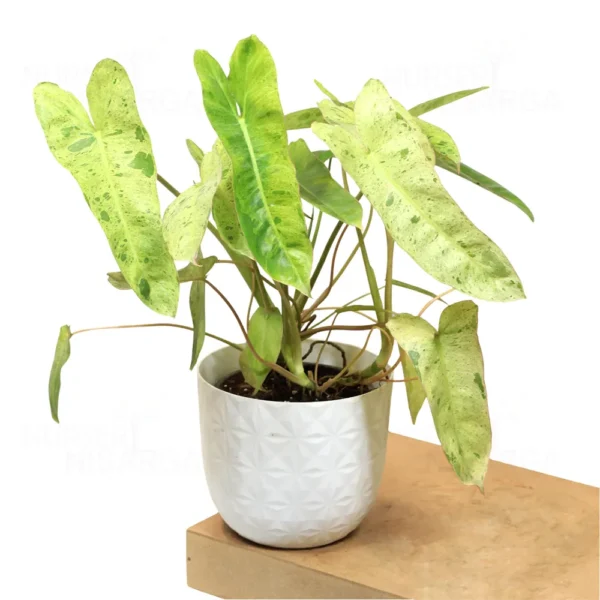 Buy Philodendron "burle marx" variegated - Plant from Nursery Nisarga