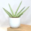 Buy Sansevieria Boncel, Star snake plant from Nursery Nisarga