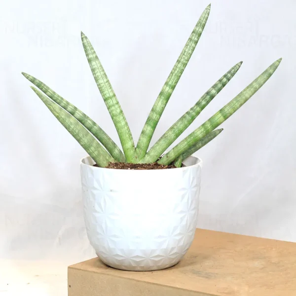 Buy Sansevieria Boncel, Star snake plant from Nursery Nisarga