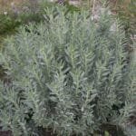 Buy White Lavender - Plant from nursery nisarga