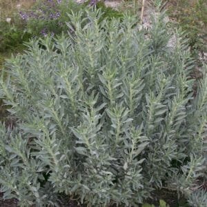 Buy White Lavender - Plant from nursery nisarga