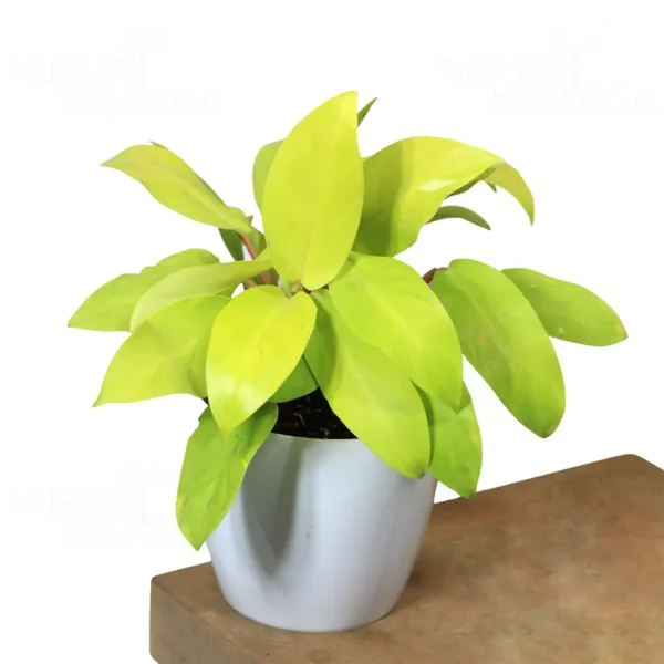 Buy Philodendron Lemon Lime (Ceylon Golden) from nursery nisarga