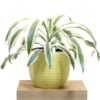 Buy Dracaena Fragrans ‘Victoria White’ Plant ‘Large’ From Nursery Nisarga