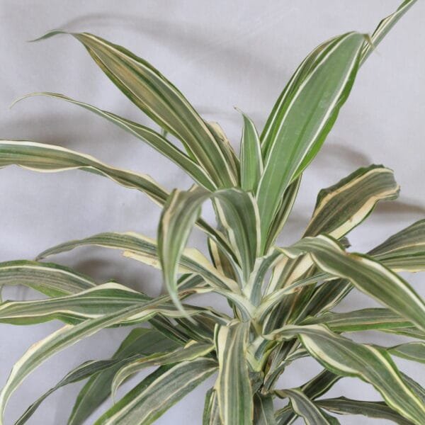 Buy Dracaena Fragrans White Jewel - plant from nursery nisarga