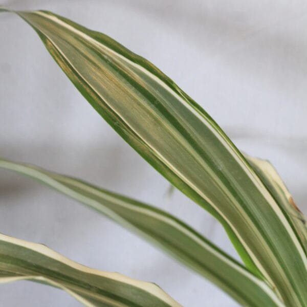 Buy Dracaena Fragrans White Jewel - plant from nursery nisarga