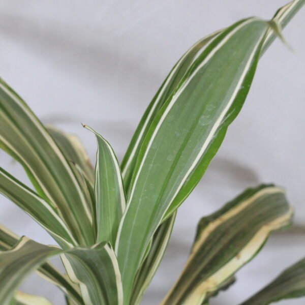 Buy Dracaena Fragrans White Jewel - plant from nursery nisarga