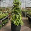 Buy Philodendron Brasil with Moss Stick - Plant from nursery nisarga
