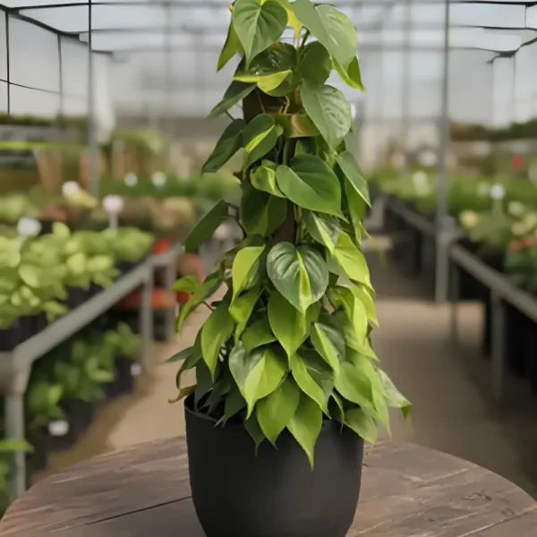Buy Philodendron Brasil with Moss Stick - Plant from nursery nisarga