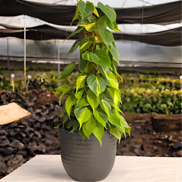 Buy Philodendron Brasil with Moss Stick - Plant from nursery nisarga