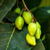 Buy Terminalia chebula "Harad" - Plant from nursery nisarga