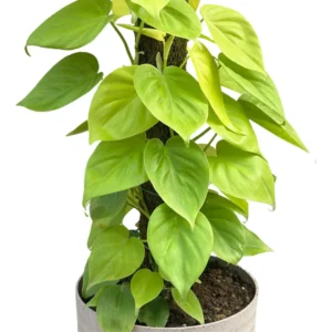 Buy Heartleaf Philodendron Plant with Coir Stick from nursery nisarga