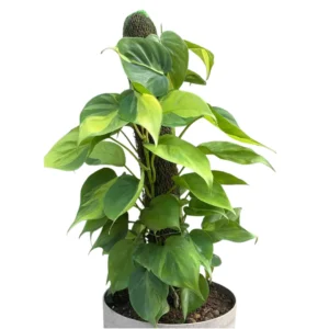 Buy Heartleaf Philodendron Plant with Coir Stick from nursery nisarga