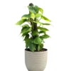 Buy Heartleaf Philodendron Plant with Coir Stick from nursery nisarga