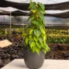 Buy Philodendron Brasil with Moss Stick - Plant from nursery nisarga