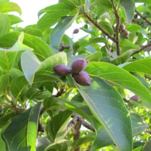 Buy Terminalia chebula "Harad" - Plant from nursery nisarga