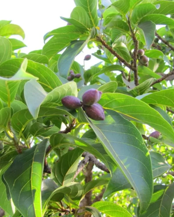 Buy Terminalia chebula "Harad" - Plant from nursery nisarga