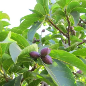 Buy Terminalia chebula "Harad" - Plant from nursery nisarga