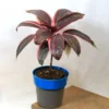 Buy Red Dracaena, Cordyline ‘Red Sister’- plant from nursery nisarga