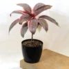 Buy Red Dracaena, Cordyline ‘Red Sister’- plant from nursery nisarga