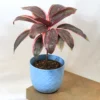 Buy Red Dracaena, Cordyline ‘Red Sister’- plant from nursery nisarga