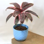 Buy Red Dracaena, Cordyline ‘Red Sister’- plant from nursery nisarga