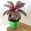 Buy Red Dracaena, Cordyline ‘Red Sister’- plant from nursery nisarga