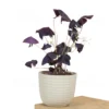 Buy Oxalis Triangularis, Purple Clover, Butterfly Plant from nursery nisarga