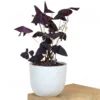 Buy Oxalis Triangularis, Purple Clover, Butterfly Plant from nursery nisarga