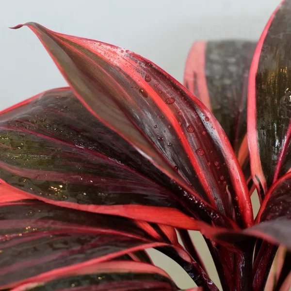 Buy Red Dracaena, Cordyline ‘Red Sister’- plant from nursery nisarga