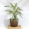 Buy Dracaena Fragrans White Jewel - plant from nursery nisarga