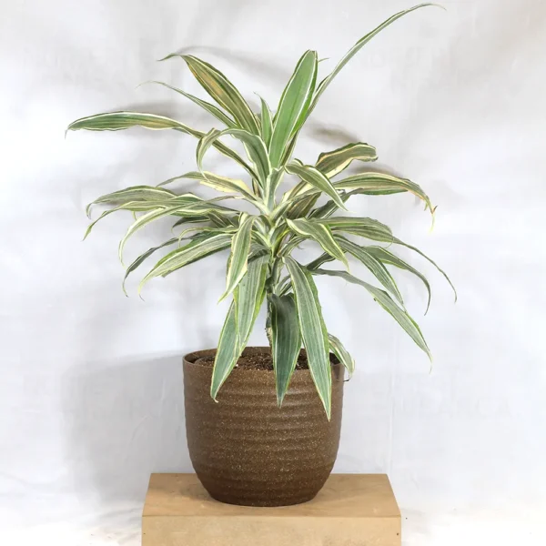 Buy Dracaena Fragrans White Jewel - plant from nursery nisarga