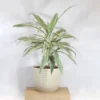 Buy Dracaena Fragrans White Jewel - plant from nursery nisarga