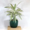 Buy Dracaena Fragrans White Jewel - plant from nursery nisarga